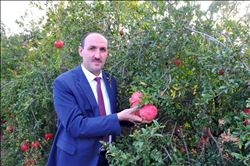 Adana´da yılda 47 bin ton nar üretiliyor 