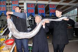 YAKALANAN DEV KILIÇ BALIĞI EKMEK ARASI ÜCRETSİZ DAĞITILACAK 