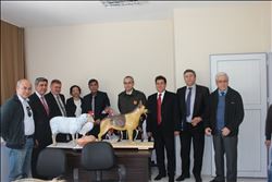 SOKAK HAYVANLARI İÇİN KURULAN KOMİSYON CEYHAN´DA