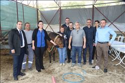 YILKI ATLARI İLE ENGELLİ ÇOCUKLARA TERAPİ İÇİN PERSONEL EĞİTİLİYOR 