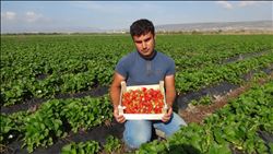  AÇIKTA ÇİLEK HASADI BAŞLADI