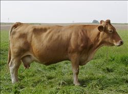 YERLİ SIĞIR FİYATI 2015 YILINDA YÜZDE 22 ARTTI