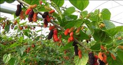 YILIN İLK KARADUT HASADI