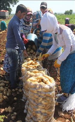  40 LİRA İÇİN 12 SAAT ÇALIŞIYORLAR 