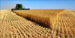 TAHIL ÜRETİMİMİZİN AZALACAĞI TAHMİN EDİLİYOR