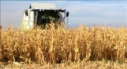 TOPRAK MAHSÜLLERİ OFİSİ MISIR ALIMINA BAŞLIYOR    