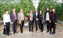  Topraksız domatesin hasat şenliği