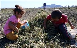 Küçük yaşta ekmeğinin peşinde