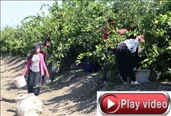 TARIMIN YÜKÜNÜ ÇEKEN KADINLAR ÇALIŞMA ŞARTLARINDAN DERTLİ