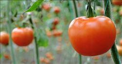 Domatesin Rusya´ya ihracat tarihi belli oldu