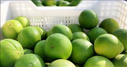 Adana´da portakal hasadı