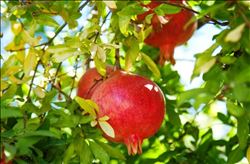 “NARDA SORUNU TÜKETİM VE İHRACAT ÇÖZER”