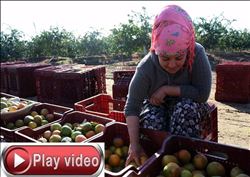 Adana´dan Uzakdoğu´ya Narenciye 