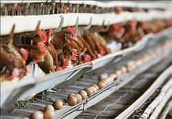 TAVUK ETİ VE YUMURTA ÜRETİMİNDE REKORA DOĞRU