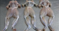 Adana´dan Avrupa´ya kurbağa bacağı ihracatı