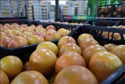 Adana´da greyfurt hasadı