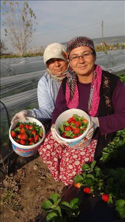 Kış ortasında Silifke çileği 