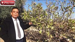 Tarsus´ta elma ağaçları çiçek açtı 