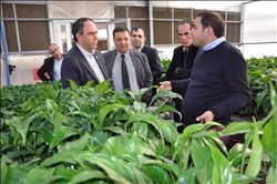 “Yerli tohum desteklenmiyor”