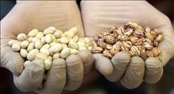 KURU FASULYE, NOHUT VE BARBUNYA İTHALATINDA GÜMRÜK VERGİSİ SIFIRLANDI