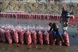 Mevsimlik turp işçilerin hayatta kalma mücadelesi