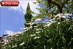 Tarihi cami yeşile büründü