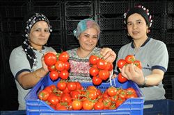 Domates doları da euroyu da solladı 