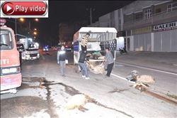 Kadirli´de otomobil sürüye daldı, 25 küçükbaş hayvan telef oldu