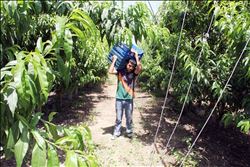 TURFANDA NEKTARİN VE KİRAZDA İLK HASAT YAPILDI