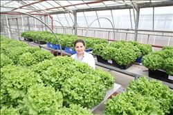 ÇÜ Bilim İnsanları´ndan Topraksız Marul