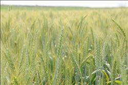 BUĞDAY ÜRETİCİSİ BU YIL UMUTLU