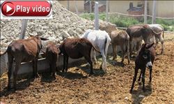 Testereli at ve eşek kasaplarına şok baskın