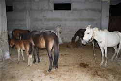 Kesilmek üzere olan atlar ele geçirildi