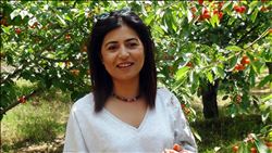 ÇUKUROVA´DA İHRACATLIK KİRAZ HASADI BAŞLADI