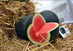 Çekirdeksiz karpuz görücüye çıktı