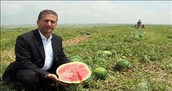 Adana´da karpuz hasadı başladı