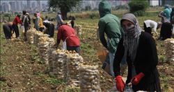 Tarım işçilerinin çilesi