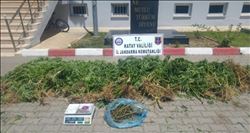 Dörtyol´da hint keneviri operasyonu