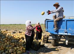 Tatsız karpuz, kavuna rağbeti arttırdı