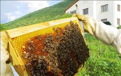 KARABUĞDAY ÇİÇEKLERİNDEN BAL ÜRETİLDİ