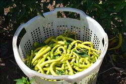 BİBER ÜRETİCİLERİ ZOR DURUMDA