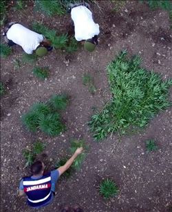 JANDARMADAN UYUŞTURUCU OPERASYONU