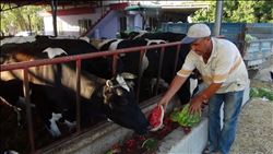 SATAMADIĞI KARPUZU İNEK VE TAVUKLARA YEDİRİYOR