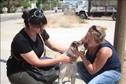 HAYVAN SEVERLERDEN TEPKİ