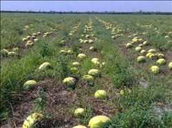 KARPUZ ÜRETİCİSİ, ADANA´NIN AFET KAPSAMINA ALINMASINI İSTİYOR 