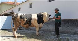 35 BİN LİRALIK BOĞA