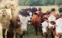 “KURBAN SAYISI,ÜLKELERİN HAYVAN VARLIĞIYLA YARIŞIYOR”