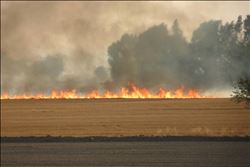 “Anızla ilgili çiftçi bilgilendirilmeli ve denetim artırılmalıdır”