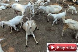 ÜNİVERSİTEDEN ‘AKADEMİK´ KURBANLIK KEÇİ