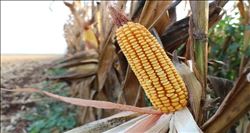 ‘Sarı Altın´a ‘Buruk´ hasat şenliği